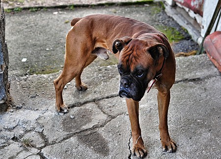 Boxer